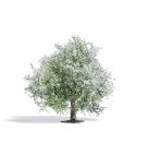 Apfelbaum 75, blühend H0