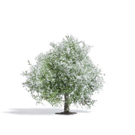 Apfelbaum 75, blühend H0