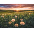 Ravensburger 16990 Puzzle Pusteblumen im Sonnenuntergang 500 Teile