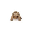 Papo 50264 Hermanns Schildkröte