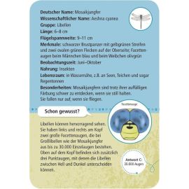 Expedition Natur 50 heimische Insekten & Spinnen
