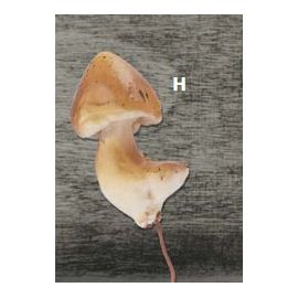 Deko Pilze 3-5cm