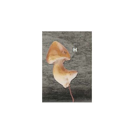 Deko Pilze 3-5cm