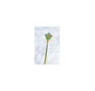Ecoline: Eddy Sea Turtle 70 cm