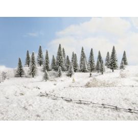 N,Z Schneetannen