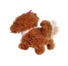 Chi Chi Love Tea Cup Poodle Puppy